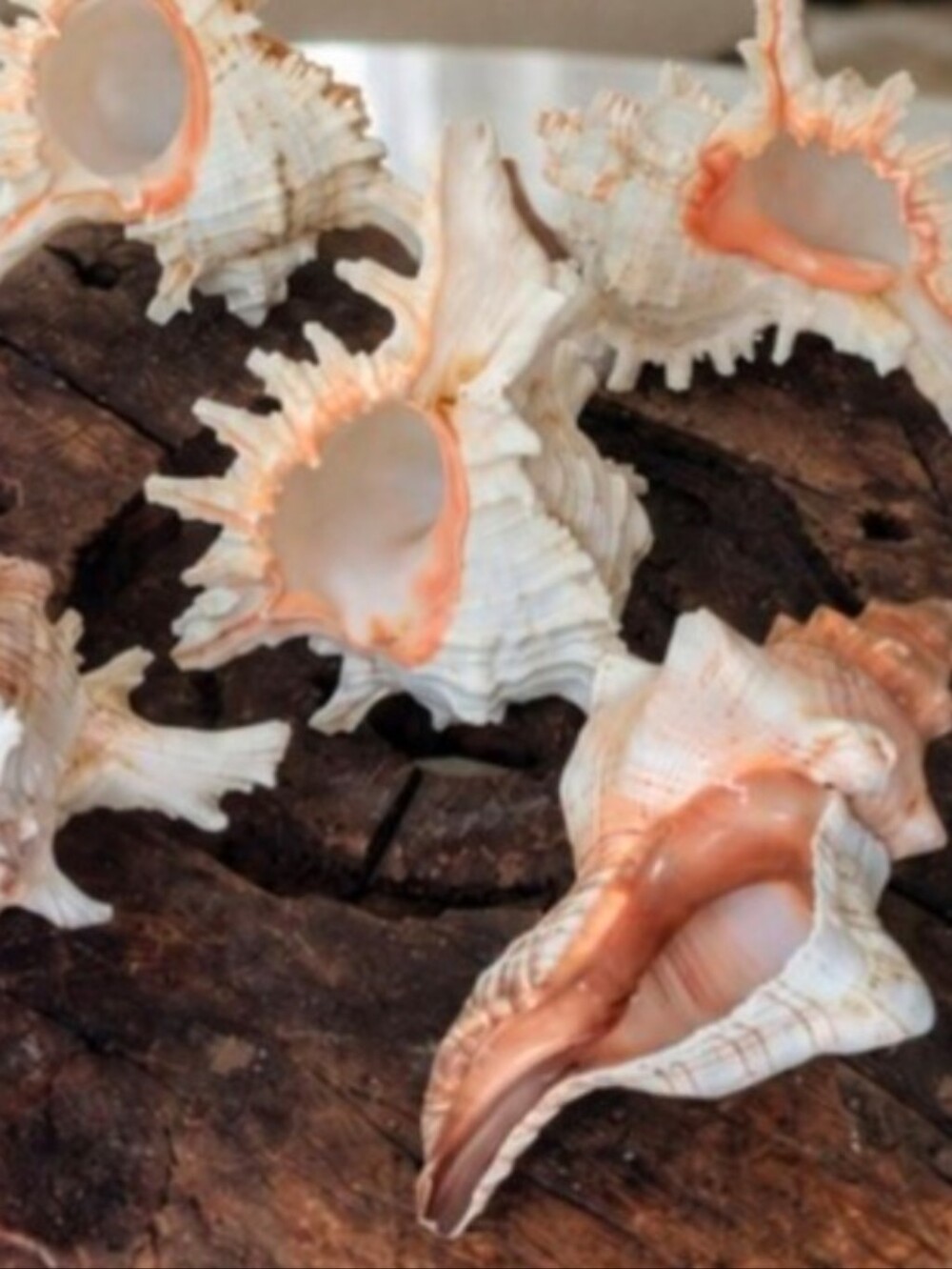 Large Coastal Shell Collection | 4 Murex | 1 Fox Conch